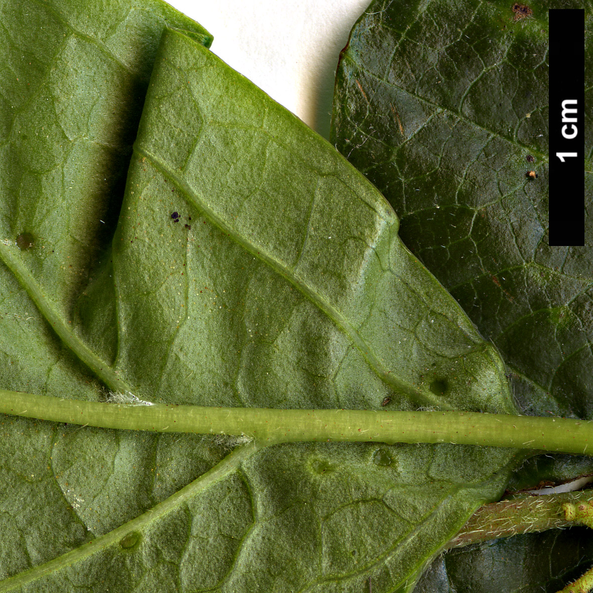 High resolution image: Family: Adoxaceae - Genus: Viburnum - Taxon: 'Chippewa' (V.dilatatum × V.japonicum)